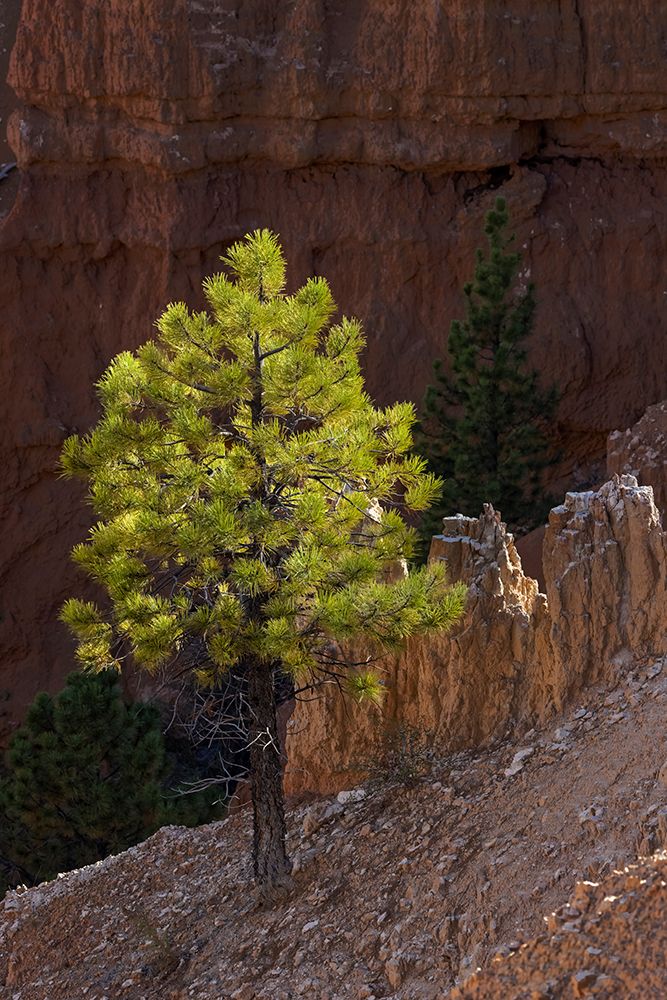 Ponderosa pine and hoodoos Bryce Canyon National Park, Utah.
